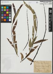 Foto von Salix acutifolia Willd.